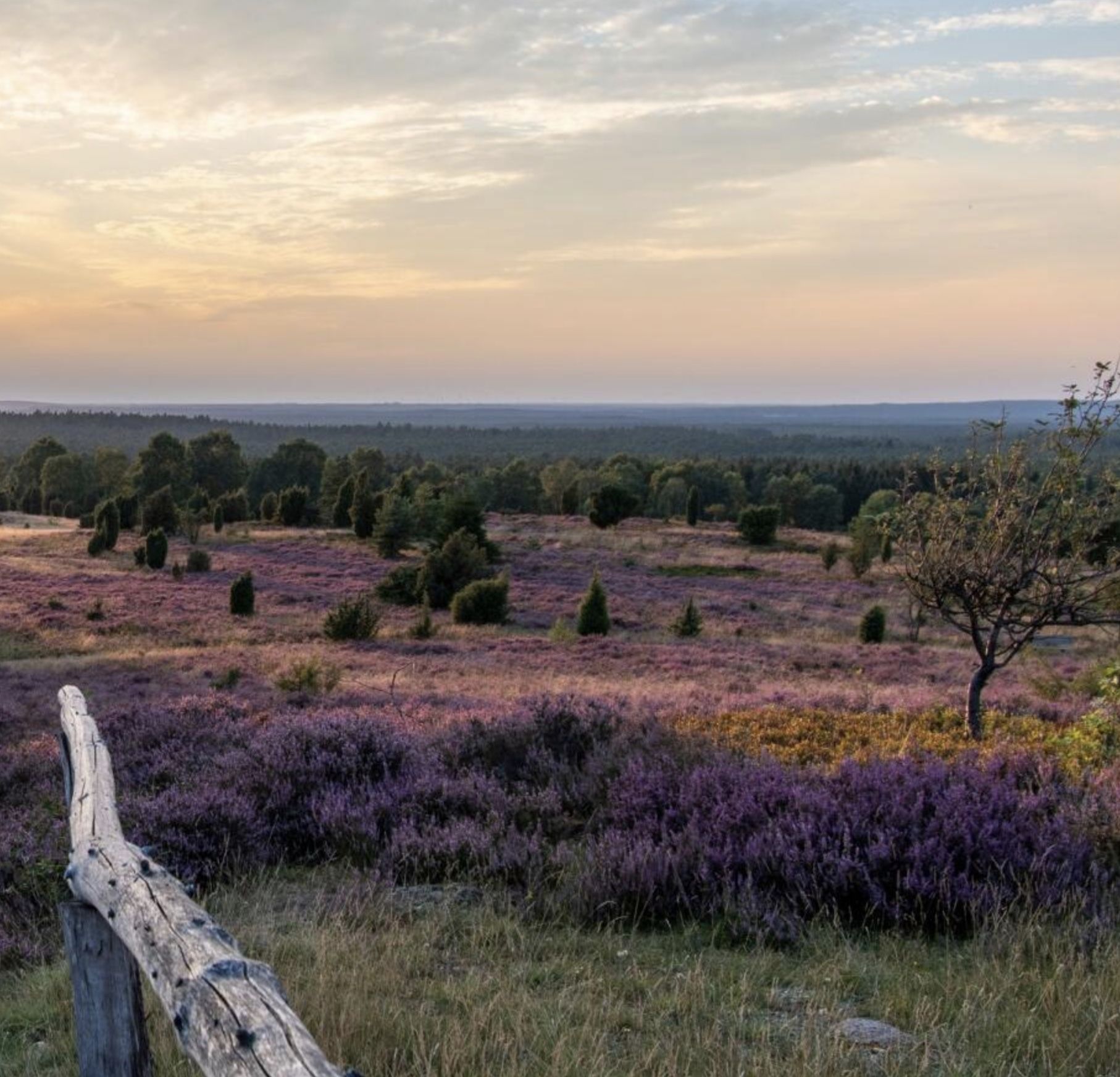 2 ÜN in der Lüneburger Heide inkl. HP + Wellness für 129€ p.P.