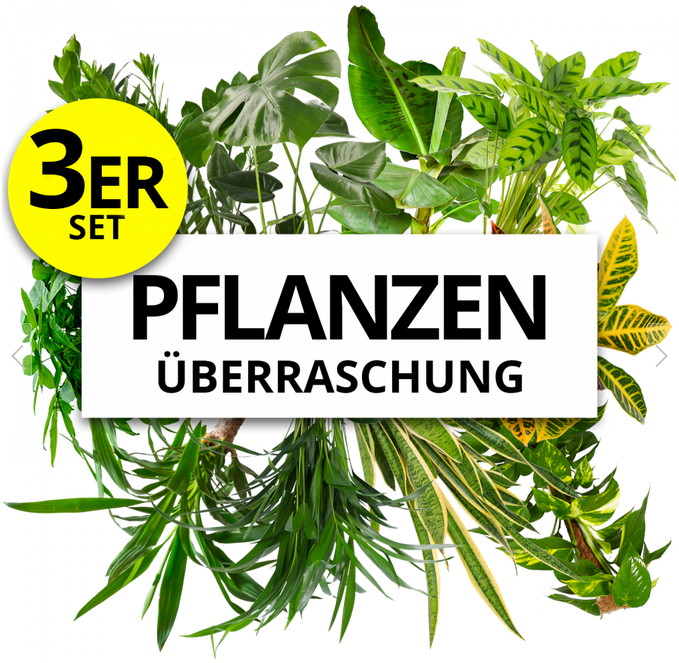 3er Set Pflanzenüberraschung Naturentdecker mit 50 70cm für 22,98€ (statt 36€)