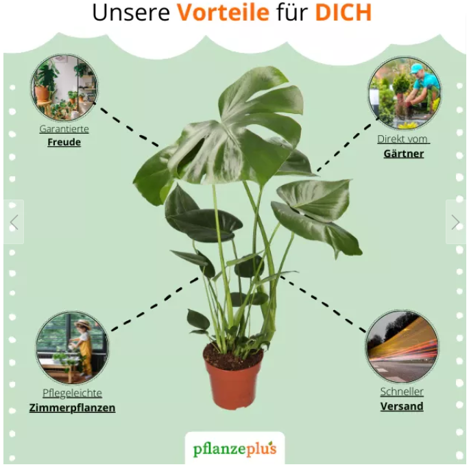 3er Set Pflanzenüberraschung Naturentdecker mit 40 70cm für 23,98€ (statt 36€)