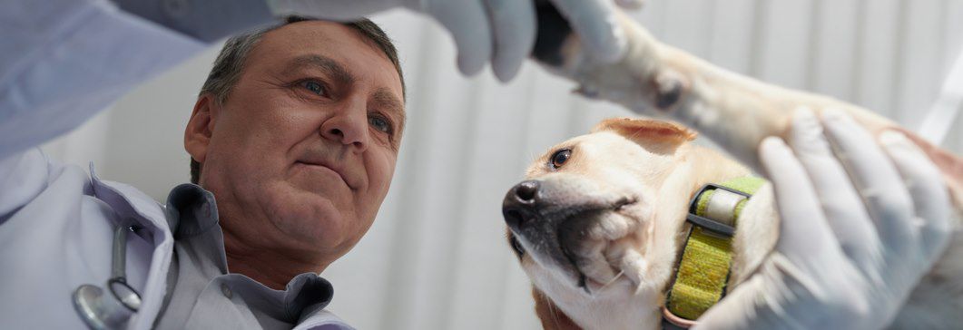 Tierkrankenversicherung – lohnt sich das?