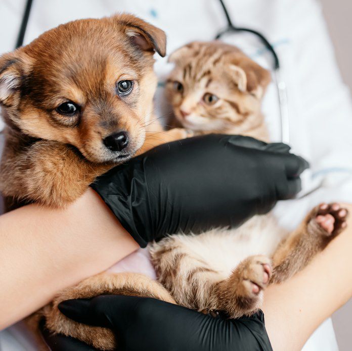 Tierkrankenversicherung – lohnt sich das?