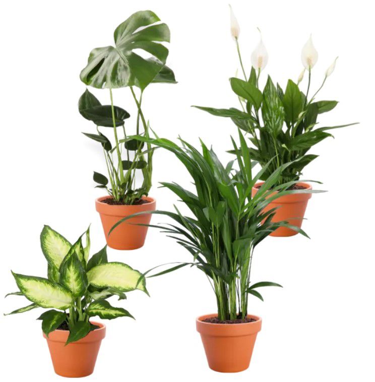 4er Pflanzenset: Monstera, Dieffenbachia, Spathiphyllum und Areca für 26,98€
