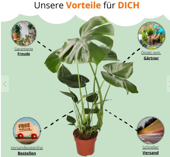 4er Pflanzenset: Monstera, Dieffenbachia, Spathiphyllum und Areca für 26,98€