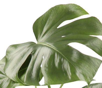 8er Set Monstera, Goldfruchtpalme, Zimmerzypresse, Dracaena uvm. für 30,99€