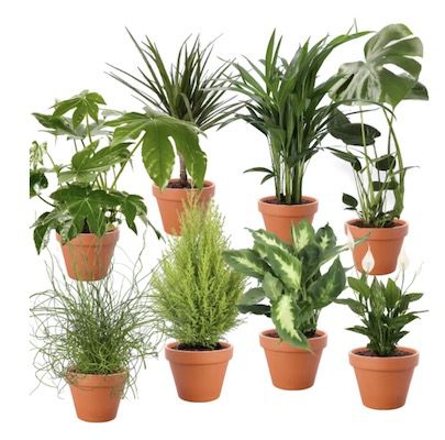 8er Set Monstera, Goldfruchtpalme, Zimmerzypresse, Dracaena uvm. für 30,99€