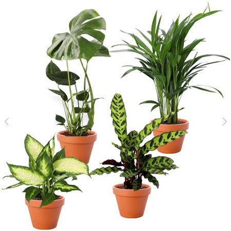 4er Set Monstera, Goldfruchtpalme, Calathea, Dieffenbachia für 23,98€