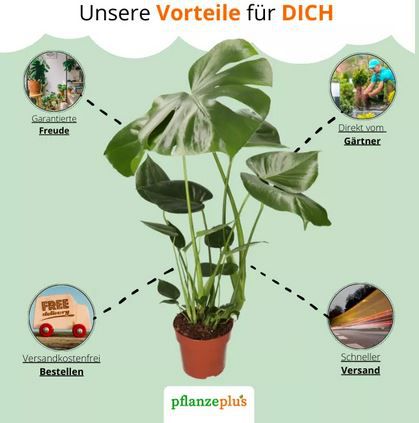 4er Set Monstera, Goldfruchtpalme, Calathea, Dieffenbachia für 23,98€