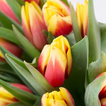 30 zweifarbige Tulpen (rot gelb) + kostenlose Videobotschaft für 27,90€