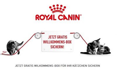 Wieder da! Willkommensbox für Kätzchen gratis abholen