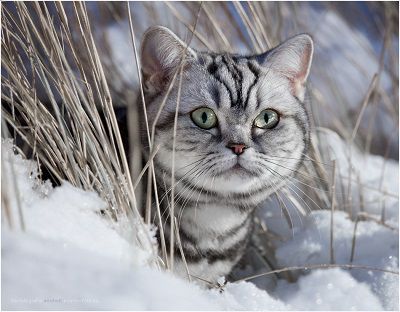 Verlängerung! Bei Unzufriedenheit von WHISKAS® Katzenfutter Geld zurück