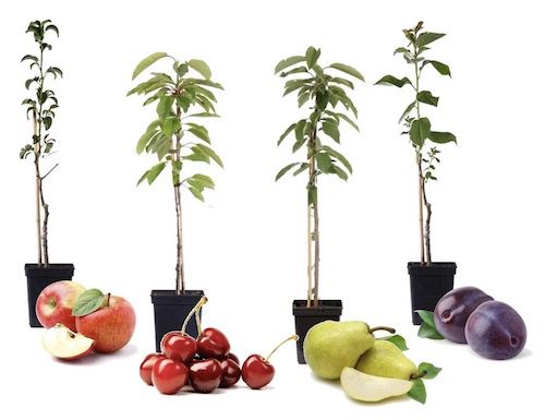 🍎 4x Obstbäume Apfel, Kirsche, Birne & Pflaume (winterhart, 60–70 cm) für 32,99€
