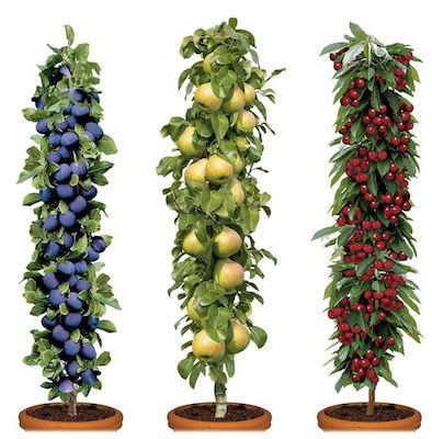 🍎 4x Obstbäume Apfel, Kirsche, Birne & Pflaume (winterhart, 60–70 cm) für 29,69€