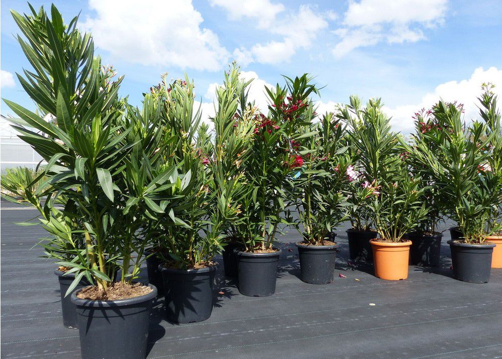Oleander Nerium Busch bis 180cm für 49,99€ (statt 55€)