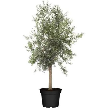 Olivenbaum Olea Europaea H ca. 160 cm für 99€ (statt 130€)