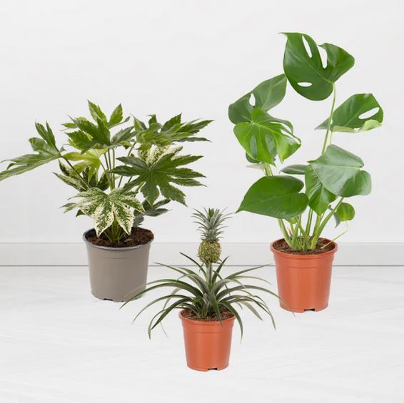 3er Pflanzen Set mit Ananas, Monstera & Zimmeraralie, 30 80 cm für 45,90€ (statt 60€)