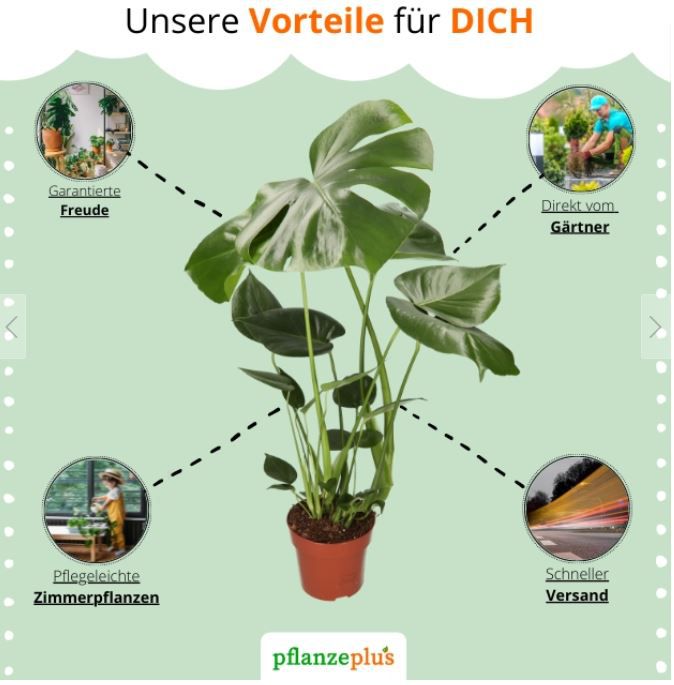 6er Set Grünpflanzen mit 40 60cm Größe, 12 15cm Topf für 29,98€ (statt 50€)