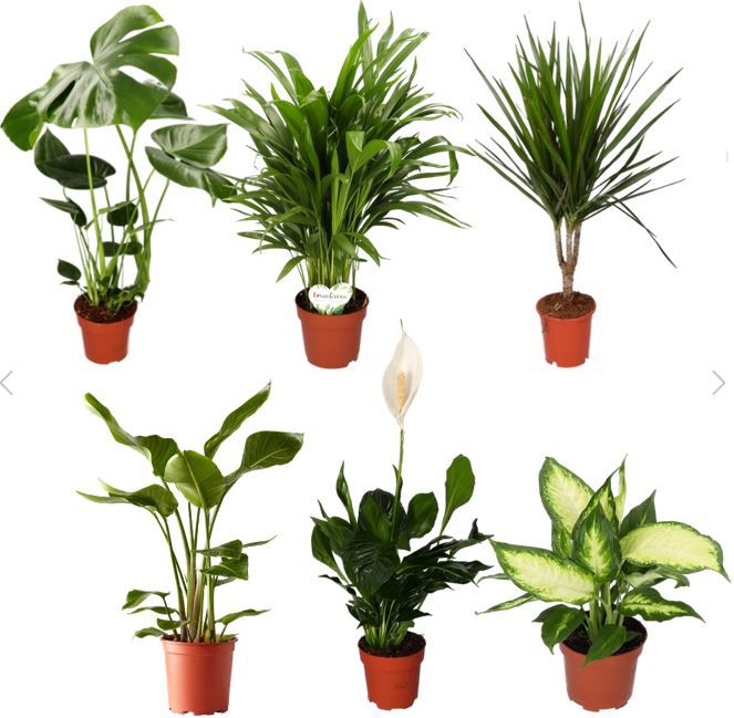 6er Set Grünpflanzen mit 40 60cm Größe, 12 15cm Topf für 29,98€ (statt 50€)