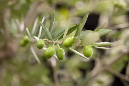 Olivenbaum Olea Europaea H ca. 160 cm für 99€ (statt 130€)