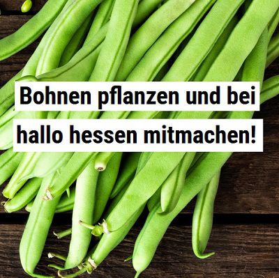 Beim HR Bohnensamen kostenlos bestellen