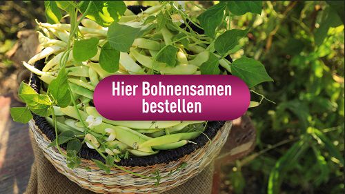 Beim HR Bohnensamen kostenlos bestellen