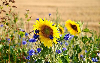 Libereco: Kostenlose Blumensamen, damit die Ukraine unterstützen