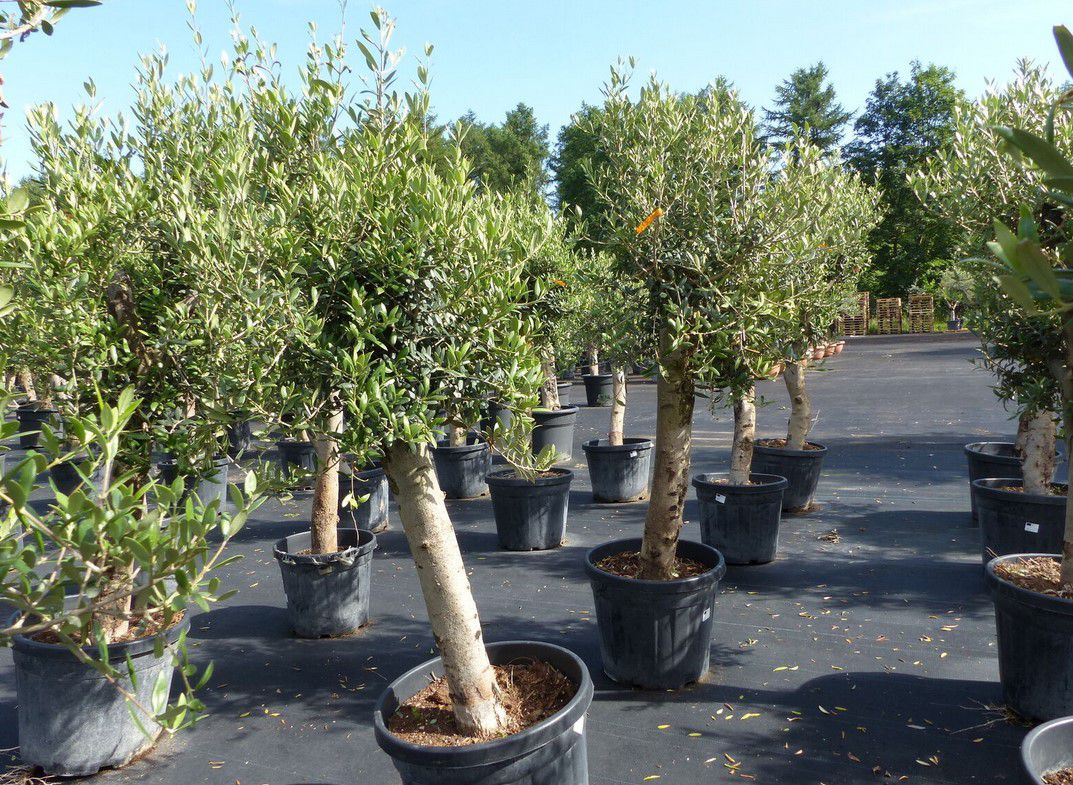 Olivenbaum Olea Europaea 150 180cm für 99,90€ (statt 130€)