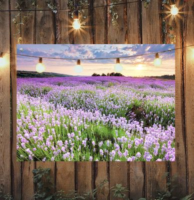 75% Rabatt auf Outdoor-Gartenposter mit eigenem Motiv