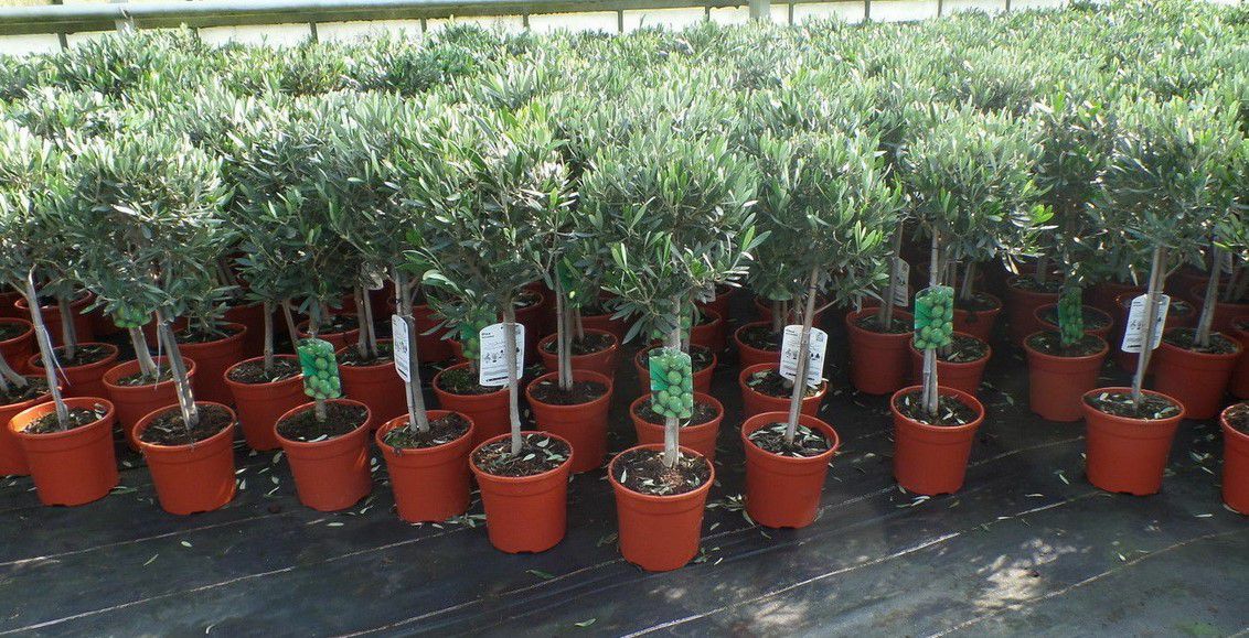 Olivenbaum Olea Europaea 80 100cm für 29,99€ (statt 37€)