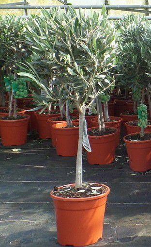 Olivenbaum Olea Europaea 80 100cm für 29,99€ (statt 37€)