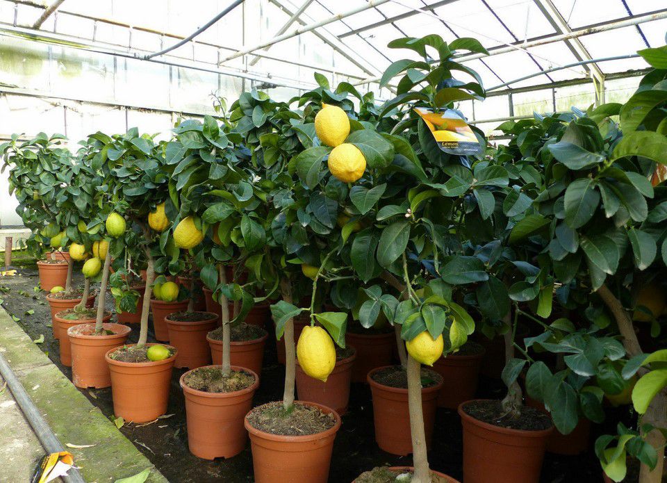 Zitronenbaum Citrus Limon 70 100cm für 30€ (statt 42€)