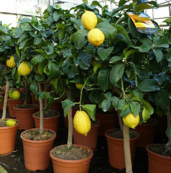 Zitronenbaum Citrus Limon 70-100cm für 33,33€ (statt 40€)