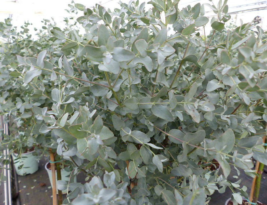Eucalyptus Gunnii 70 100cm Eukalyptusbaum winterhart für 29,99€ (statt 39€)