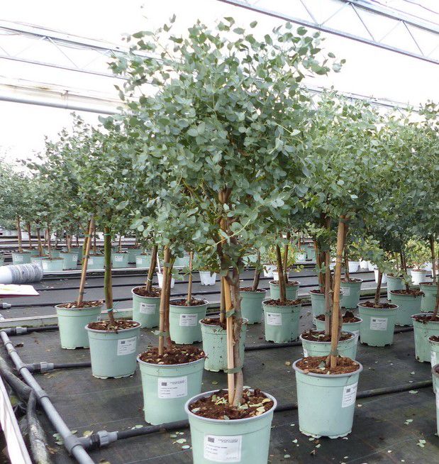 Eucalyptus Gunnii 70-100cm Eukalyptusbaum winterhart für 29,99€ (statt 39€)
