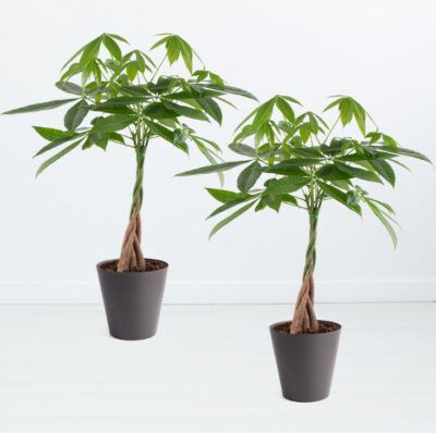 2x Glückskastanien (Pachira, 60-70 cm) + gratis Töpfe für 43,90€ (statt 64€)