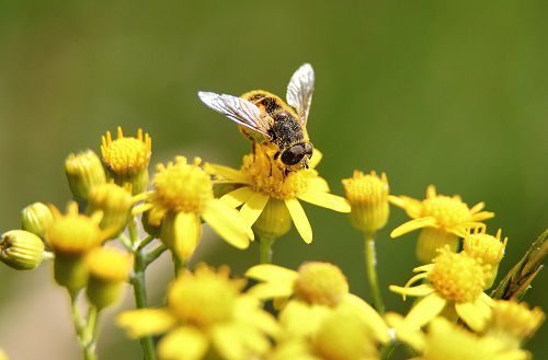 Flokk: Kostenlose Blumensamen