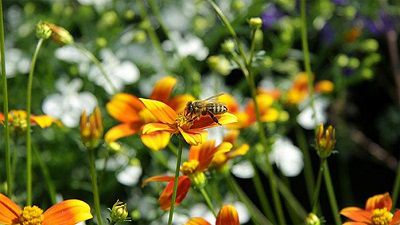 Beim R.SH Wildblumensamen kostenlos bestellen