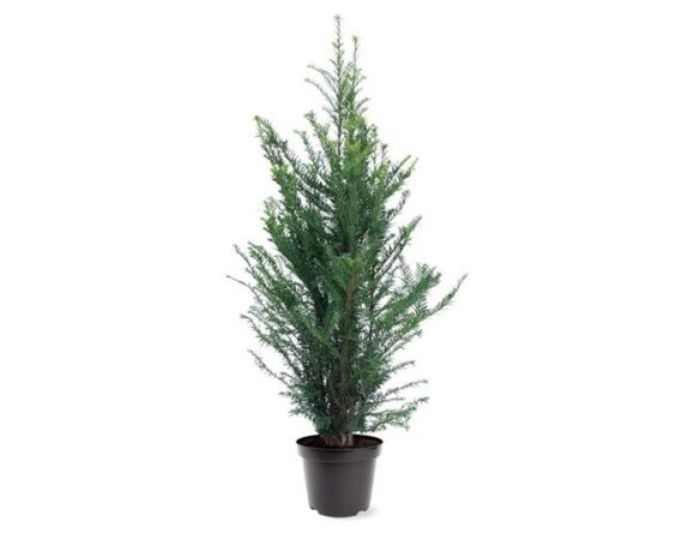 Eibe Taxus baccata 100 130cm winterharte Hecken Pflanze für 44,91€ (statt 54€)