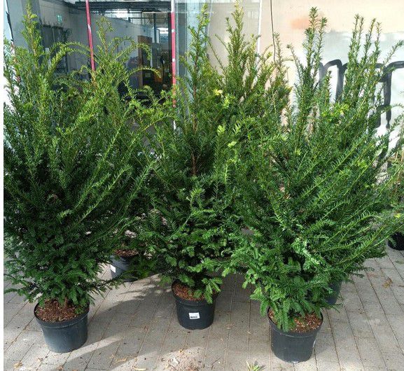 Eibe Taxus baccata 100 130cm winterharte Hecken Pflanze für 44,91€ (statt 54€)