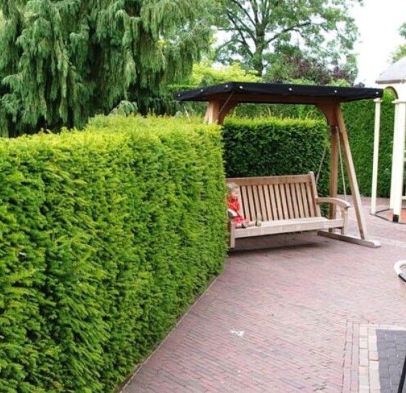 Eibe Taxus baccata 100 130cm winterharte Hecken Pflanze für 44,91€ (statt 54€)