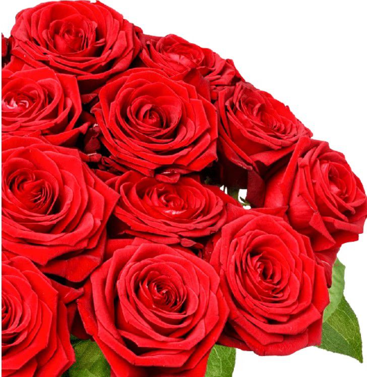 30 Red Naomi Rosen mit XXL Blütenkopf für 28,98€ (statt 35€)
