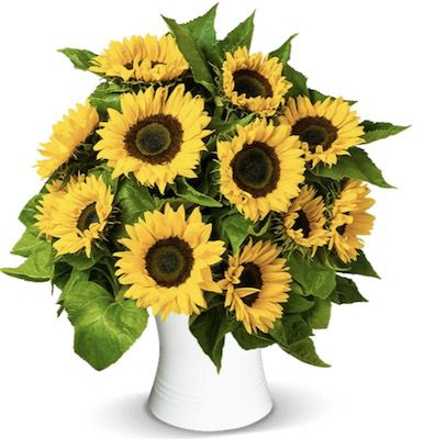 15 Sonnenblumen mit ca. 50cm Stiellänge für 21,98€