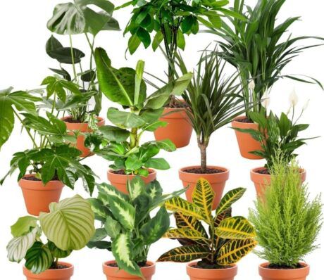 🌼 8er Set Pflanzenüberraschung mit 40 70cm für 32,48€ (statt sonst 63€)