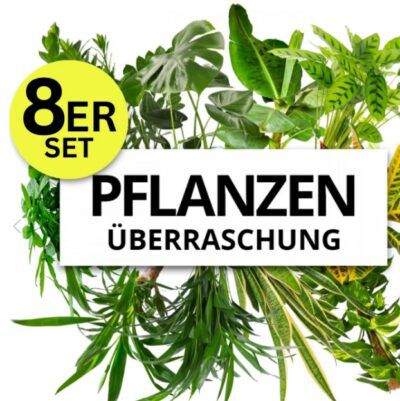 8er-Set Pflanzenüberraschung mit 40-70cm für 28,98€ (statt 72€)