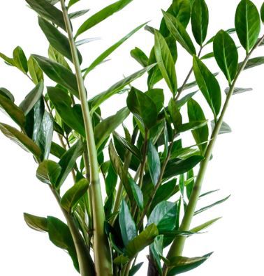 Glücksfeder (Zamioculcas), ca. 45 55cm, Topfmaß: 12 15cm für 9,99€ (statt 15€)