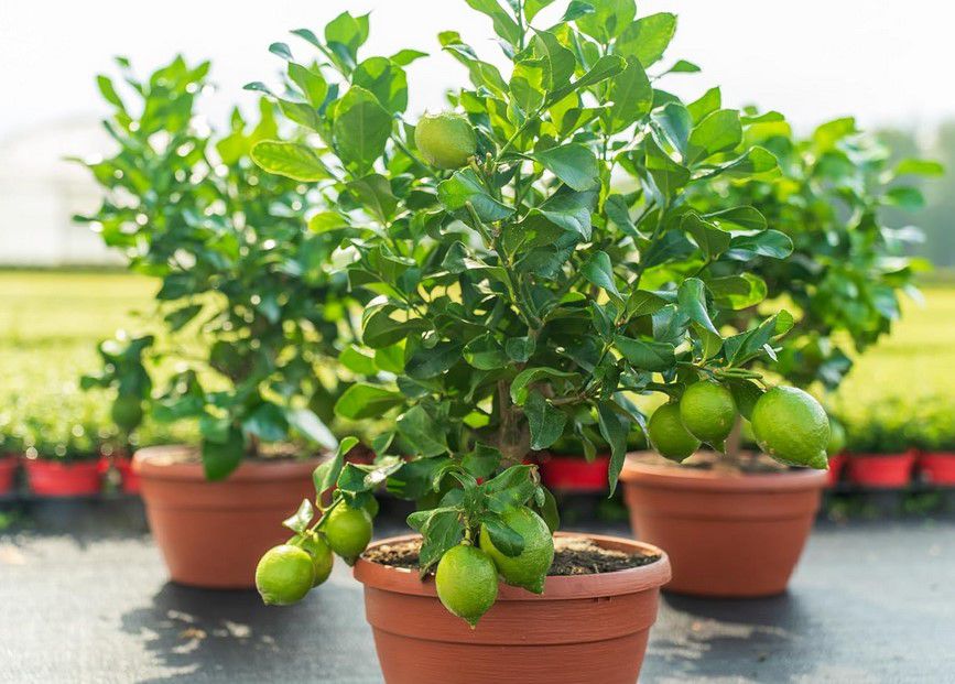 Citrus Limon 50 60cm Bonsai Zitronenbaum für 26,75€ (statt 36€)