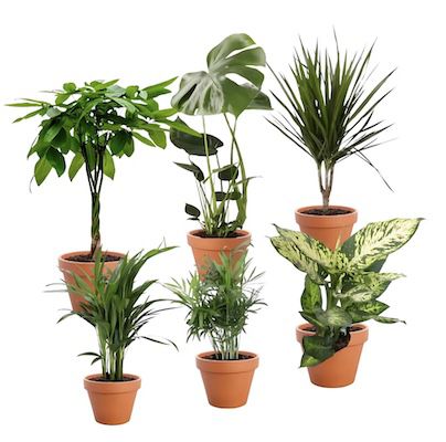 🌴 6er Set Monstera, Goldfruchtpalme, Bergpalme uvm. für 27,49€ (statt 37€)