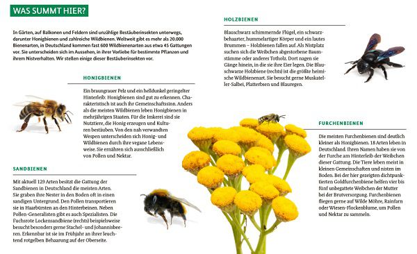 Kostenlos: Bienenfreundliche Pflanzen   Das Lexikon für Balkon, Garten usw.