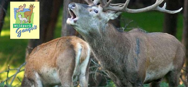 Bis 22.10. freier Eintritt für Kinder im Wildpark Gangelt