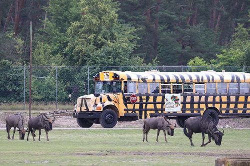 Für Geburtstagskinder: Kostenloser Eintritt ins Safariland Stukenbrock