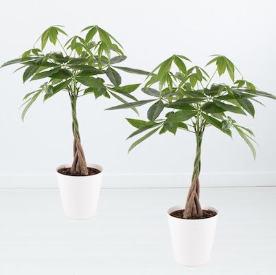 2x Glückskastanien (Pachira, 70-80 cm) + gratis Töpfe für 43,90€ (statt 54€)